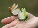 Výhružný postoj kudlanky nábožné (Mantis religiosa) bývá doplněn o houpavé pohyby těla  a varovnou stridulaci. Všimněte si barev né variability jedinců. Foto P. Kočárek 