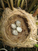 Příklad mimikry – vejce kukačky obecné (Cuculus canorus) je v hnízdě rákosníka velkého (Acrocephalus arundinaceus) vpravo uprostřed (nejsvětlejší). Foto z archivu Ústavu biologie  obratlovců AV ČR