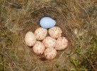 Modelové vejce v hnízdě sýkory koňadry (Parus major). Velký Kosíř, Česká republika. Foto T. Grim