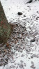 Vrstva opadané kůry u paty kmene může být silná i několik desítek  centimetrů. Obsahuje velké množství přezimujících lýkožroutů, kterým  k přežití v horských podmínkách  pomáhají také izolační vlastnosti sněhové pokrývky. Foto P. Doležal