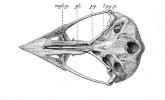 Lebka trogonovitých (zespodu)