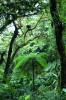 Vysoká druhová rozmanitost  vegetace v horském lese Monteverde
