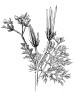 Vochlice hřebenitá (Scandix pecten- -veneris) byla znovu nalezena po desítkách let. Několik jedinců se objevilo v čerstvě vyorané brázdě na úhoru  pod Hády. Orig. I. Lososová
