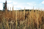 Pelyněk Tournefortův (Artemisia tournefortiana) se vyskytuje především v jižní části města. Foto Z. Lososová