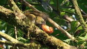 Nektar v květech stromu  kigélie zpeřené neboli k. africké  (Kigelia africana) je oblíbenou potravou veverky čtyřpásé (Funisciurus isabella). Aby se dostala k nektaru, květy z boku nakusuje. Foto K. Chmel