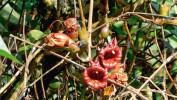 Nektar v květech stromu  kigélie zpeřené neboli k. africké  (Kigelia africana) je oblíbenou potravou veverky čtyřpásé (Funisciurus isabella, předchozí obrázek). Aby se dostala k nektaru,  květy z boku nakusuje. Otvor pak využívá ke krmení strdimil biokoský (Cinnyris ursulae). Foto F. L. Ewome