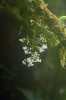 Květenství mohutné liány  blahokeře Clerodendrum silvanum  (hluchavkovité – Lamiaceae). Foto Š. Janeček