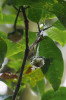 Nektar v květech karynty Psychotria hypsophila (mořenovité) vykvétající v období dešťů je chráněn před výplachy orientací květů směrem dolů. Foto Š. Janeček