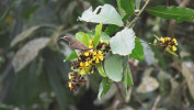 Pralesní liána Hugonia micans  (lnovité – Linaceae) navštívená samicí strdimila zelenohrdlého (Chalcomitra rubescens). Foto K. Chmel