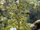 Včela medonosná (Apis mellifera)  je nejčastějším návštěvníkem na květech šeflery S. abyssinica. Foto Š. Janeček