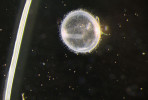 Referenční morfologické stadium s patrnou tělní osou, kdy embrya anuálních halančíků vstupují do klidového stadia – diapauzy. Na povrchu jikerných obalů si lze povšimnout filamentů, bránících těsnému přilnutí bahna k jikře. Foto M. Vrtílek