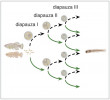 Násobící efekt fakultativnosti tří diapauz anuálních halančíků. Možnost vstoupit, nebo nevstoupit do diapauzy vytváří škálu kombinací zárodečného vývoje. Přerušovaná černá šipka označuje vstup do diapauzy a zelená přímý vývoj. Upraveno podle: J. P. Wourms (1972), s pomocí aplikace BioRender