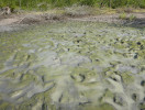 Sediment dna dočasné tůně anuálních halančíků rodu Nothobranchius v jižním Mosambiku, na kterém jsou stále patrné zbytky vody a mokré bahno. Foto M. Vrtílek