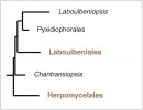 Zjednodušená fylogeneze třídy Laboulbeniomycetes ukazuje její vnitřní dělení. Barevně řády v textu souhrnně pojmenované labulbénie. Kromě tří řádů obsahuje i dvě linie nejasného postavení Laboulbeniopsis a Chantransiopsis.  Podle: M. Blackwell a kol. (2020)