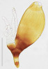 Labulbénie objevená ve sbírkách American Museum of Natural History (New York). Druhý autor tohoto článku prostudoval 24 tisíc zde uložených  položek a zjistil, že na 6 % z nich jsou přítomny labulbénie. Mezi nimi objevil a popsal i tento nový druh pro vědu pojmenovaný Diphymyces costaricensis.  Měřítko 50 μm. Foto D. Haelewaters