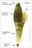 Laboulbenia fuliginosa je známa  pouze z karibských ostrovů a Panamy.  Má typickou až „velmi obyčejnou“  morfologii, jak konstatoval i autor  popisu R. Thaxter, proto se dobře hodí k popisu základní stavby stélky.  Měřítko 100 μm. Foto D. Haelewaters