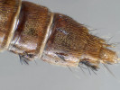  Plodnice Rhachomyces furcatus na zadečku drabčíkovitého brouka druhu Othius subuliformis. Tato labulbénie  je známa i z území České republiky. Foto B. Horvers