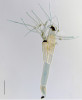 Plodnice nalezené v Panamě na krovkách střevlíkovitého brouka rodu Platynus – zástupce dosud nepopsané linie v rámci druhového komplexu L. flagellata. Měřítko 100 μm. Foto O. Koukol