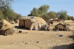 Stan v táboře kočovných Arabů  zvaných Baggara ve středním Čadu v okolí Ati. Asi u 26 % těchto pastevců hovězího dobytka se vyskytuje mutace pro laktázovou perzistenci -13915*G, jinak typická pro Arabský poloostrov.  Foto V. Černý