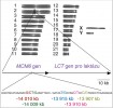 Umístění genu pro enzym laktázu (LCT) v rámci lidského karyotypu  (souboru 22 nepohlavních chromozomů – autozomů a jednoho páru pohlavních chromozomů – gonozomů, X a Y).  Spolu s genem LCT je zde znázorněn sousední gen MCM6, v němž se nacházejí mutace zodpovědné za laktázovou  perzistenci. Pozice mutací vůči LCT a původní versus změněná báze je označena barevně ve spodní části obrázku. Orig. E. Priehodová