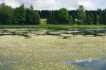 Hustý kvetoucí porost lakušníku štítnatého (Batrachium peltatum) v novém rybníce u Pravíkova na Pelhřimovsku. Foto P. Koutecký