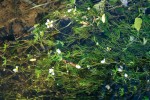 Problematický hybridogenní taxon lakušník štětičkový (Batrachium penicillatum) v říčce Odravě na Chebsku. Foto P. Koutecký