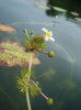 Lakušník niťolistý (Batrachium trichophyllum) v tůni v národní přírodní památce V Jezírkách v Polabí. Fotografovaná rostlina představuje cytotyp rozšířený u nás  v teplých oblastech. Foto J. Prančl