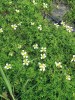 Terestrická forma lakušníku niťolistého (Batrachium trichophyllum) na dně odchovných rybníčků v Rudolfově u Českých Budějovic. Patrně jde o typ rozšířený ve středních polohách našeho území. Foto K. Šumberová