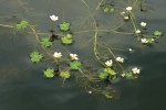 Primární hybrid lakušníku štítnatého (Batrachium peltatum) a lakušníku niťolistého (B. trichophyllum)  v rybníku Nevilák  na Pelhřimovsku.  Od prvního z rodičů zdědil hybrid schopnost tvorby plovoucích listů, které bývají často  nápadně ostře zubaté. Foto P. Koutecký