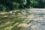 V řece Dyji u Tasovic na Znojemsku roste triploidní lakušník vzplývavý (Batrachium fluitans). Ve střední Evropě druh vůbec nevytváří nažky, ačkoli často bohatě kvete. Foto P. Koutecký