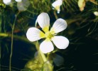 Detail mladého květu lakušníku  vodního (Batrachium aquatile). Stejně jako pryskyřníky (Ranunculus) mají i lakušníky apokarpní gyneceum, soubor většího počtu samostatných jednoplodolistových pestíků. Foto J. Prančl