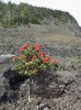 Železnec mnohotvarý (Metrosideros polymorpha) je pionýrskou dřevinou  na čedičové lávě z r. 1959. Dno kráteru Iki na sopce Kilauea, ostrov Havaj.  Foto J. Vítek 