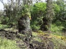 Masivní lávové sloupy v lesním  porostu. Přírodní památka Lava Trees State Monument na jihovýchodě ostrova Havaj v Tichém oceánu. Foto J. Vítek