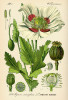 Mák setý (Papaver somniferum), z jehož nezralých makovic získával Jan Evangelista Purkyně opium. Zdroj: Flora von Deutschland, Österreich und der Schweiz (Thomé 1885)