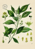 Kafrovník lékařský (Camphora officinarum). Z jeho dřeva i listů se získává oleum camphori. Zdroj: Köhler’s Medizinal-Pflanzen (Köhler 1887, 1890 a 1897)