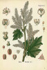 Reveň lékařská (Rheum officinale). V lidovém léčitelství se používá při střevních potížích. Zdroj: Köhler’s Medizinal-Pflanzen (Köhler 1887, 1890 a 1897)