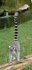 Dlouhý a nápadně pruhovaný ocas slouží tomuto druhu lemurů k optické komunikaci. Foto D. Holečková