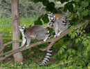 Lemur kata (Lemur catta) ve výběhu v zoologické zahradě Dvůr Králové. Vlevo samice Mada s mládětem na břiše, vpravo samice Fiana nesoucí dvojčata. Foto D. Holečková