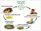 Životní cyklus bakterie způsobující leptospirózu. Vytvořeno pomocí ChatGPT, upravila E. Zadrobílková.