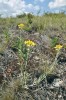 Smil písečný (Helichrysum arenarium). Foto J. Roleček