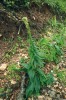 Náprstník Digitalis micrantha je častou dominantou pasekové vegetace pařezených lesů centrálních Apenin. Krátká obmýtní doba zdejších pařezin podporuje ruderální charakter vegetace, ale také umožňuje přežívání konkurenčně slabých a světlomilných druhů rostlin v lesním podrostu.  Foto F. Máliš