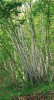 Schopnost produkovat kvalitní výmladky s vysokým výnosem na jednotku plochy má především habrovec  habrolistý (Ostrya carpinifolia). Snímek F. Máliš