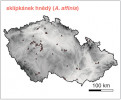 Rozšíření sklípkánka hnědého (Atypus affinis) v České republice. Druh s nejlehčími mláďaty, je roztroušen na vhodných biotopech po celém našem území. Orig. M. Řezáč