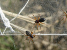 Dospělé samice pavučenky rolní (Oedothorax apicatus) na jaře na plachetce, vytvořené akumulací vlečných vláken mnoha jedinců pátrajících po vhodném vyvýšeném místě pro opětovný start. Foto P. Kocián 