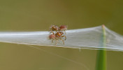 Mláďata sklípkánků rodu Atypus se z plachetky spouštějí na vlečném vlákně a nechávají se unášet větrem (typ suspended ballooning). Foto W. Hölzel