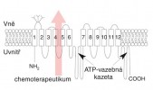 Struktura P-glykoproteinu.  Jde o protein s několika transmembránovými doménami a dvěma vazebnými místy pro ATP. Energie získaná štěpením ATP je využívána k transportu chemoterapeutika z cytosolu do extracelulárního  prostředí. Orig. O. Vymazal. Podle: C.-H. Choi (2005), upraveno