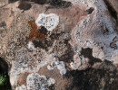 Detail horní plošky exponovaného skalního výchozu vápence s minimálně 7 druhy lišejníků. Některé mají endolitickou stélku, tedy zanořenou do vrchní navětralé vrstvy skalního podloží. Přirozené skalní výchozy jsou na rozdíl od lomových odkryvů na lišejníky často velmi bohaté. Foto D. Svoboda
