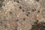 Bradavnice číškovitá (Polyblastia cupularis), lišejník se spíše boreálně-montánním rozšířením, ukazuje na inverzní charakter některých roklí v Českém krasu. Kupkovité plodničky mají až 1 mm v průměru. Foto D. Svoboda