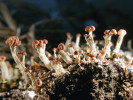 Na diabasové drolině a ve spárách skal vzácně narazíme na dutohlávku kustřebkotvarou (Cladonia peziziformis), ohrožený druh mírně bazických, narušených půd. Foto D. Svoboda