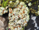 Blýskavku žlutou (Fulgensia fulgens) najdeme kromě přirozených lokalit i na druhotných stanovištích na disturbované půdě opuštěných vápencových lomů. Foto D. Svoboda